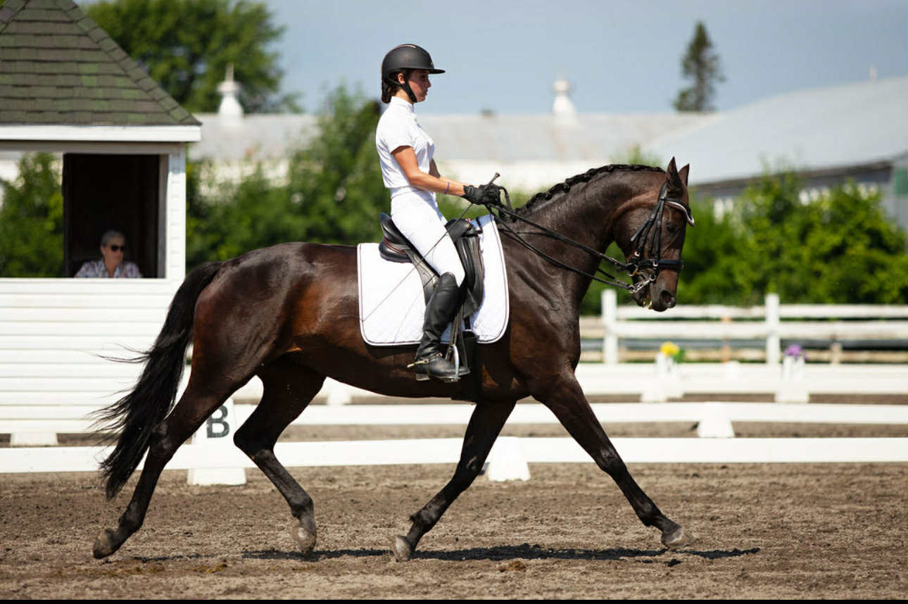 Dressage Or