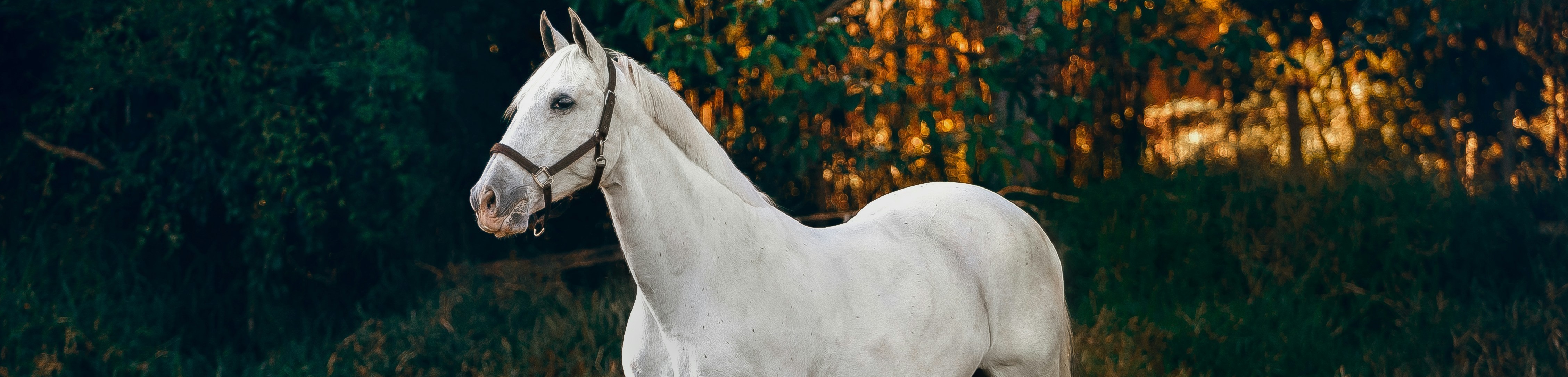 Lien entre humain et cheval