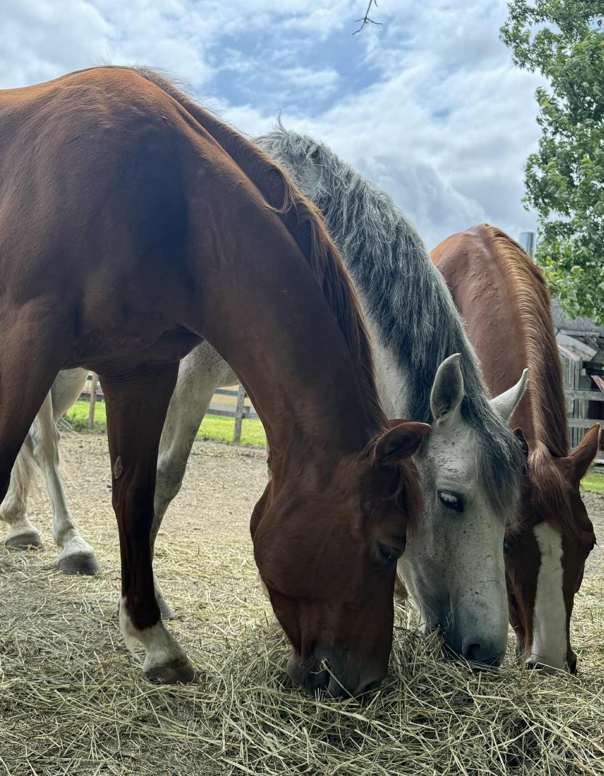 Pension pour chevaux à Saint-Jean-sur-Richelieu